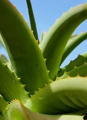 Aloe Barbadensis (Aloe Vera) Extract