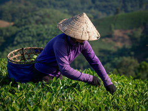 Camellia Sinensis (Green Tea) Leaf Extract