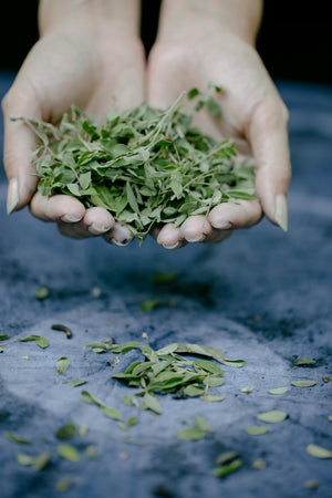 Azadirachta Indica (Neem) Leaf Extract