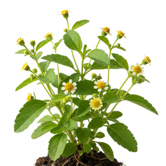 Bhringraj Extract 