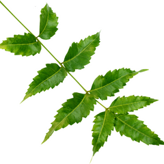 Neem
