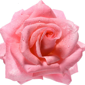Rose Extract