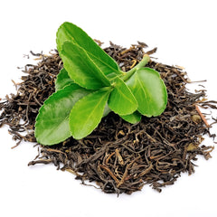 Green Tea Extract