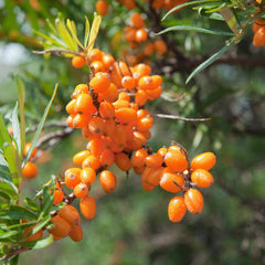 Sea Buckthorn