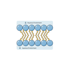 Phospholipids