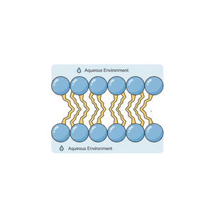 Phospholipids